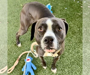 Boxer-Unknown Mix Dogs for adoption in Tavares, FL, USA