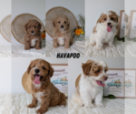 Small Poovanese