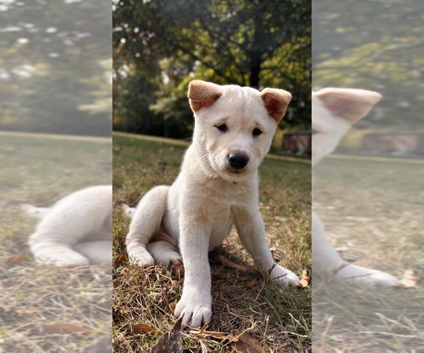 Medium Photo #34 Shiba Inu Puppy For Sale in NEW ATHENS, IL, USA