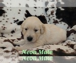 Small #1 Golden Retriever