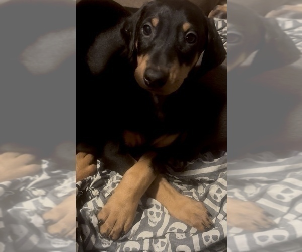 Medium Photo #11 Doberman Pinscher Puppy For Sale in HESPERIA, CA, USA