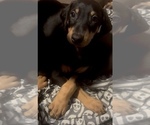Small #10 Doberman Pinscher