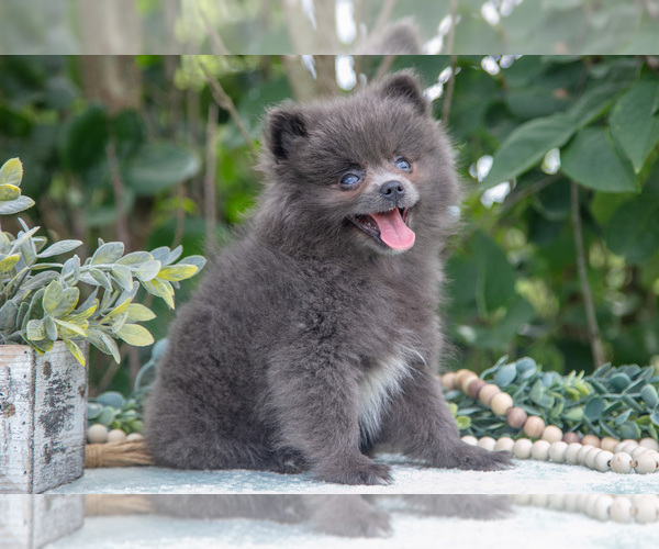 Medium Photo #16 Pomeranian Puppy For Sale in SALEM, IN, USA
