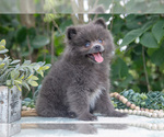 Small #4 Pomeranian