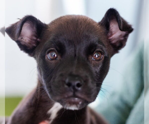 Medium Photo #1 Labrador Retriever-Unknown Mix Puppy For Sale in Canton, CT, USA