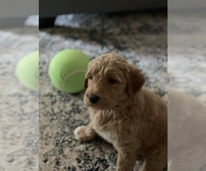 Labradoodle Puppy for sale in CHANDLER, OK, USA