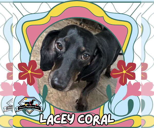 Medium Photo #2 Dachshund Puppy For Sale in San Antonio, TX, USA
