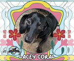 Small #1 Dachshund