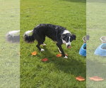 Small #1 Border Collie Mix