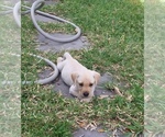 Small Photo #10 Labrador Retriever Puppy For Sale in ST PETERSBURG, FL, USA
