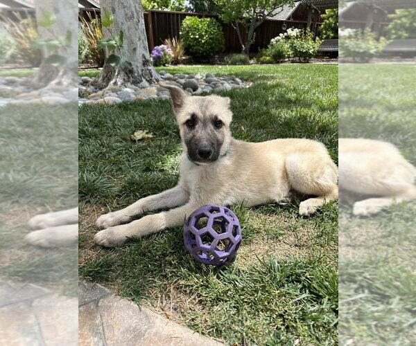 Medium Photo #3 German Shepherd Dog-Unknown Mix Puppy For Sale in West Sacramento, CA, USA