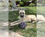 Small #2 German Shepherd Dog Mix