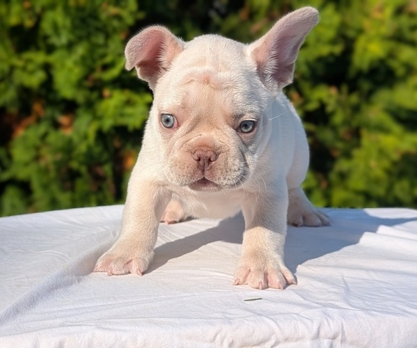 Medium Photo #9 French Bulldog Puppy For Sale in GOSHEN, IN, USA