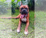 Small #3 Boxer