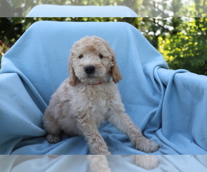Goldendoodle (Miniature) Puppy for sale in SHILOH, OH, USA