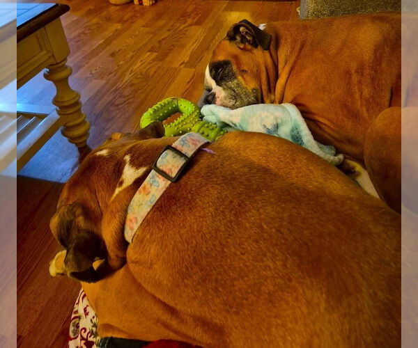 Medium Photo #3 Boxer Puppy For Sale in Austin, TX, USA