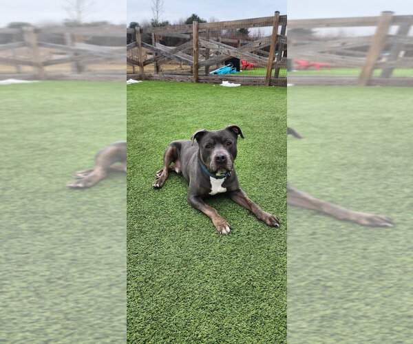 Medium Photo #2 Mutt Puppy For Sale in Chestertown, MD, USA