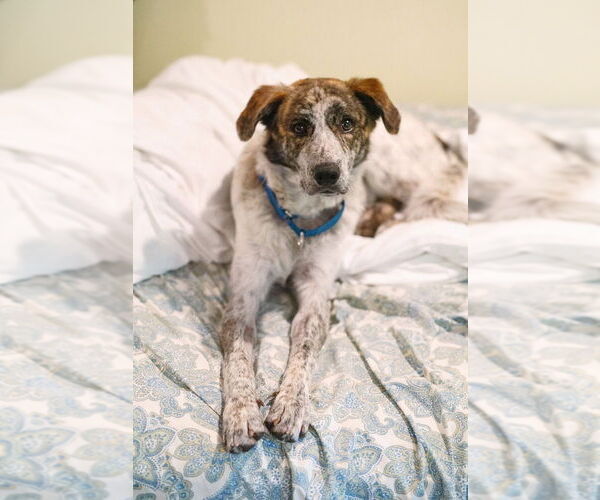 Medium Photo #10 Mutt Puppy For Sale in Brewster, NY, USA