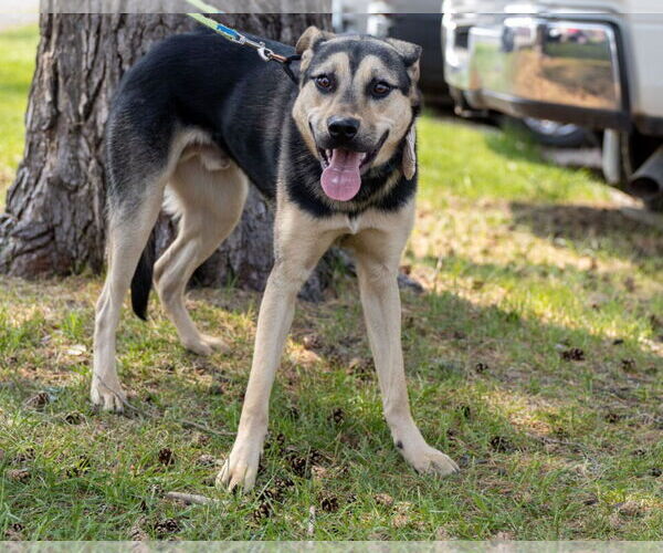 Medium Photo #2 Mutt Puppy For Sale in Brooklyn Center, MN, USA