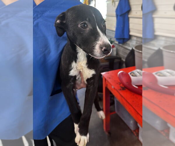 Medium Photo #13 American Pit Bull Terrier-Australian Shepherd Mix Puppy For Sale in Foristell, MO, USA