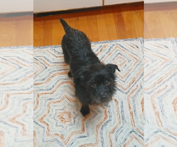 Medium Photo #3 Maltese-Unknown Mix Puppy For Sale in Cary, NC, USA