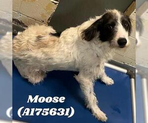 German Wirehaired Pointer-Unknown Mix Dogs for adoption in Tulsa, OK, USA