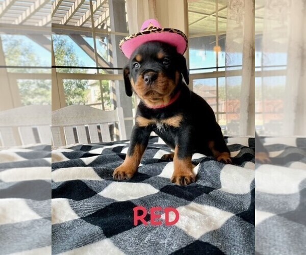 Medium Photo #6 Rottweiler Puppy For Sale in TULSA, OK, USA