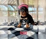 Small Photo #6 Rottweiler Puppy For Sale in TULSA, OK, USA