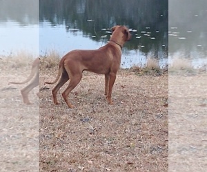 Father of the Rhodesian Ridgeback puppies born on 12/18/2023