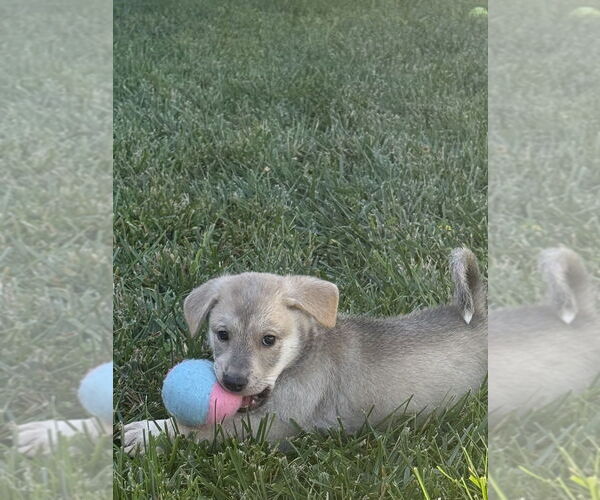 Medium Photo #1 Akita-Siberian Husky Mix Puppy For Sale in Banning, CA, USA