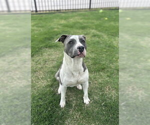 Mutt Dogs for adoption in Temple, TX, USA