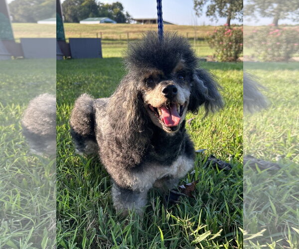 Medium Photo #3 Poodle (Toy) Puppy For Sale in Pacolet, SC, USA