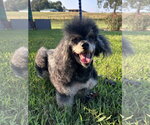 Small #2 Poodle (Toy)