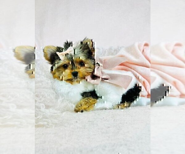 Medium Photo #15 Morkie Puppy For Sale in WEST PALM BEACH, FL, USA