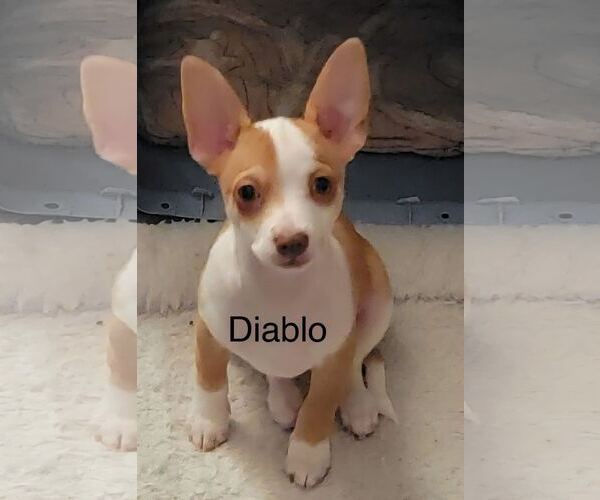 Medium Photo #3 Chihuahua-Unknown Mix Puppy For Sale in Pacolet, SC, USA