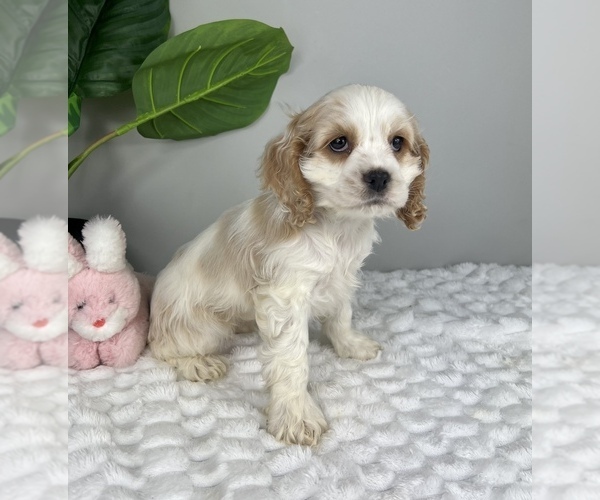 Medium Photo #4 Cocker Spaniel Puppy For Sale in FRANKLIN, IN, USA
