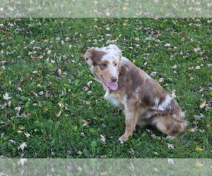 Australian Shepherd Puppy for sale in SEARS, MI, USA