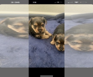 Yorkshire Terrier Puppy for sale in NEWARK, CA, USA