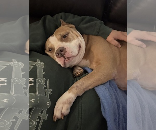 Medium Photo #3 American Staffordshire Terrier-Unknown Mix Puppy For Sale in Spotsylvania, VA, USA