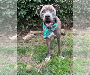 American Pit Bull Terrier-Unknown Mix Dogs for adoption in Redlands, CA, USA