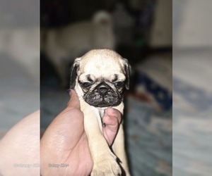 Pug Puppy for sale in WILLIAMSBURG, IN, USA