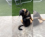 Small #2 Rottweiler Mix