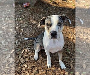 Catahoula Leopard Dog-Labrador Retriever Mix Dogs for adoption in Attalka, AL, USA