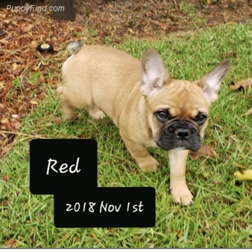 Medium Photo #6 French Bulldog Puppy For Sale in SPANISH FORT, AL, USA