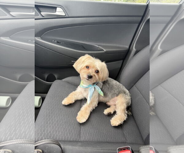 Medium Photo #2 Mutt Puppy For Sale in Spring, TX, USA