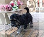Small Photo #1 Goldendoodle (Miniature) Puppy For Sale in WICHITA, KS, USA