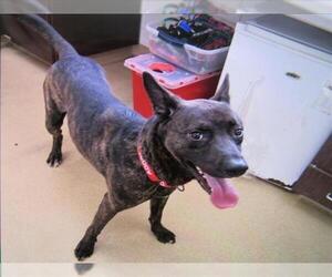 Holland Shepherd Dogs for adoption in Derwood, MD, USA