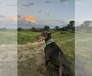 Diamond - Female Doberman Pinscher Dog for Adoption - Photo #5
