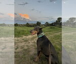Small #4 Doberman Pinscher