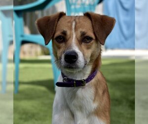 Jack Russell Terrier-Unknown Mix Dogs for adoption in Sarasota, FL, USA